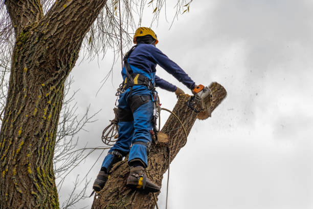 Best Professional Tree Care  in Raytown, MO